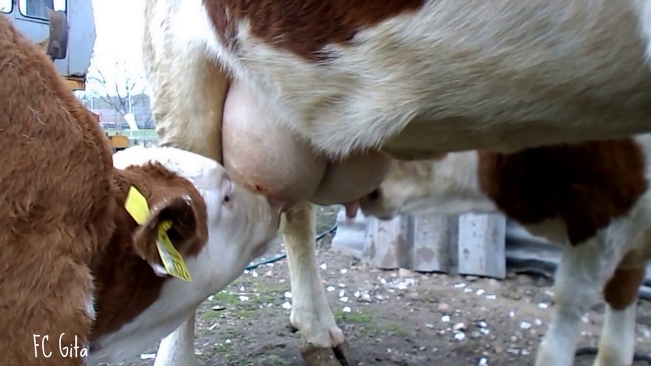 Cow feeds calves - oldies