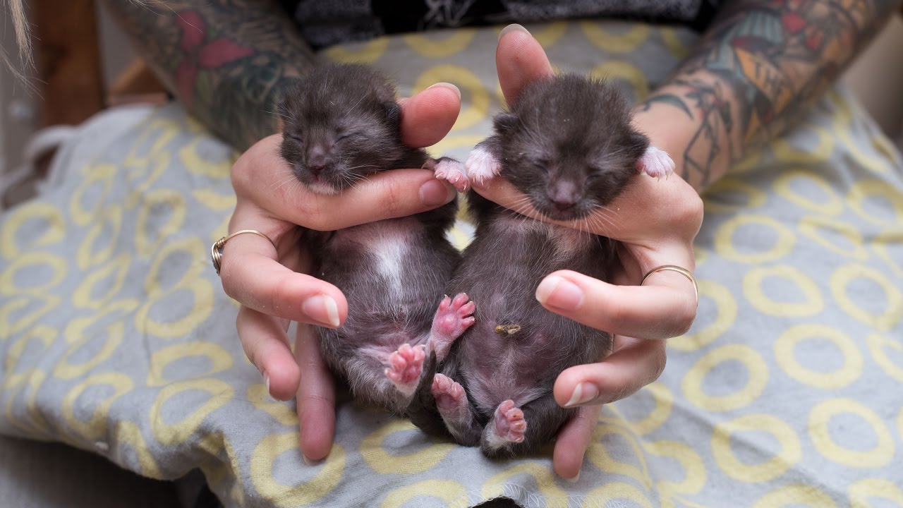 How to Help Baby Kittens Pee and Poop!