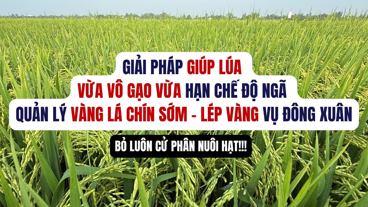 PHUN GÌ GIÚP ĐÀI THƠM 8 VÔ GẠO, HẠN CHẾ ĐỘ NGÃ, QUẢN LÝ VÀNG LÁ CHÍN SỚM, LÉP VÀNG ,BỎ PHÂN NUÔI HẠT