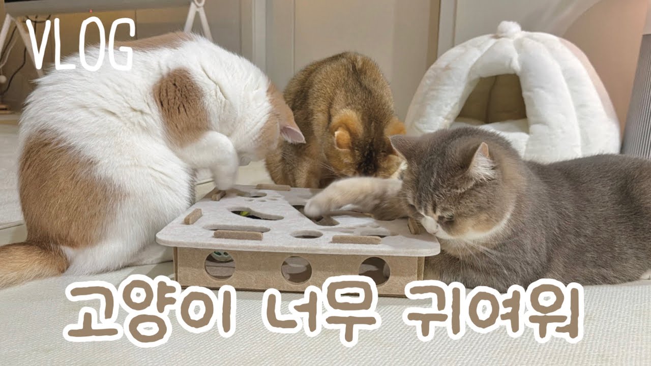 [Vlog] 리터제로 언박싱!, 고양이들의 장난감 쟁탈전, 발털 밀어도 얌전한 고양이들!!!🥰