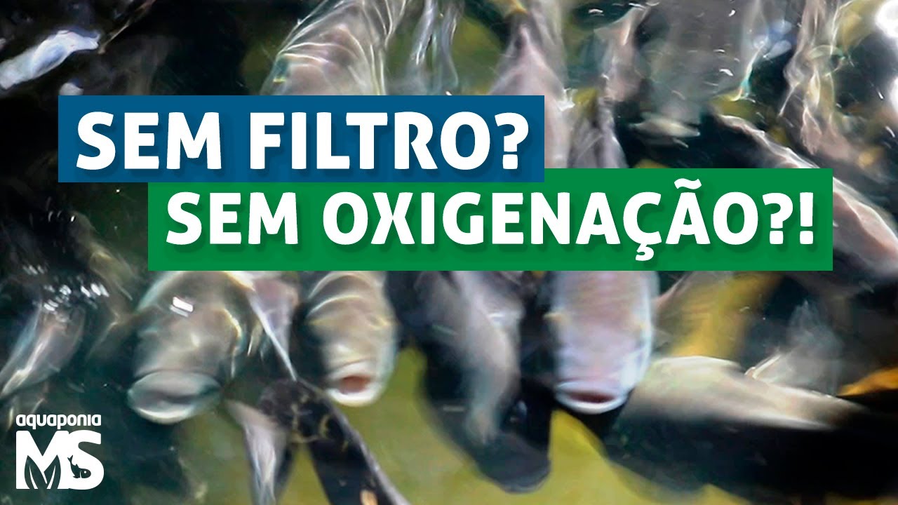 É possível criar peixes sem filtro e sem oxigenação?