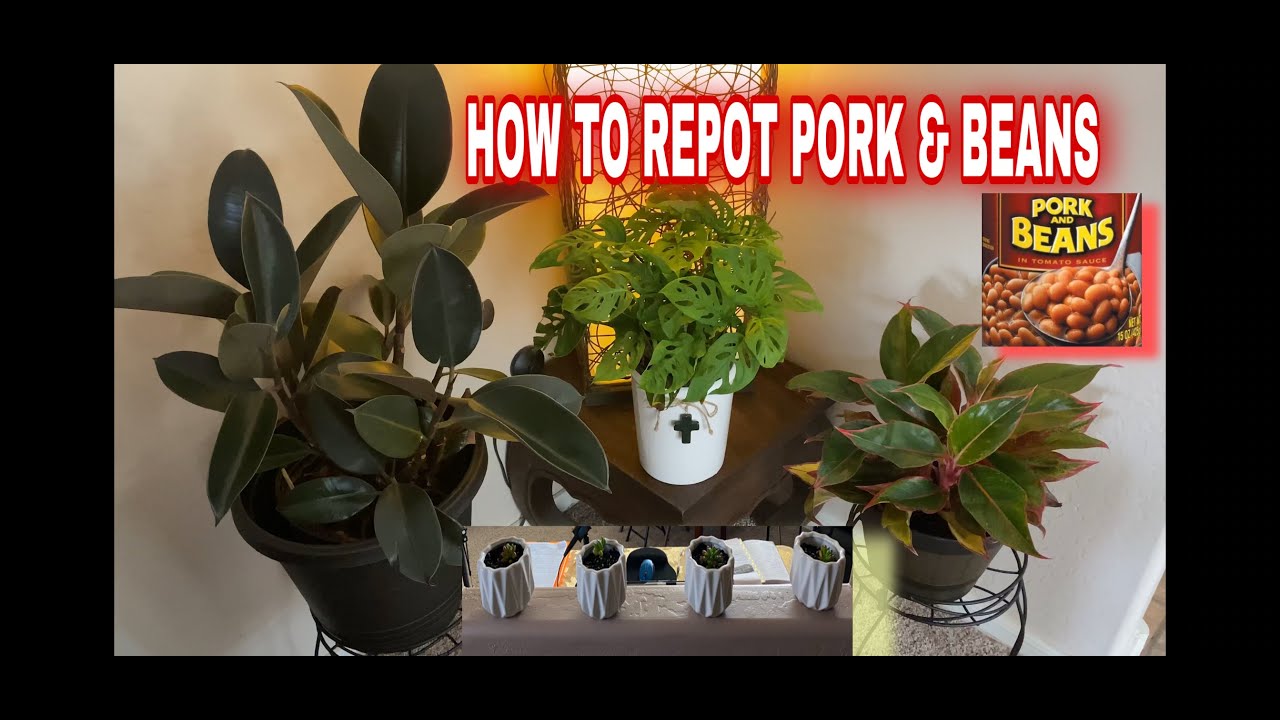 How to Repot Sedum Rubrotinctum or Pork and Beans? How to re-arrange plants with an elegant touch?