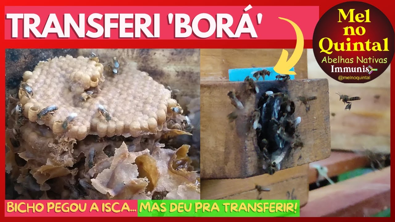 Transferi BORÁ de Galão para Caixa Inpa (passo a passo)
