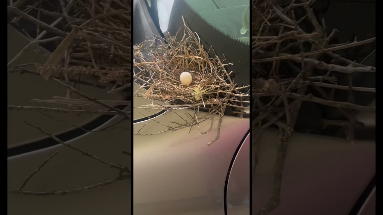 PALOMA HACE UN NIDO EN UN CARRO #nest #nature #naturaleza  #egg #huevo #bird #car #shorts #fyp