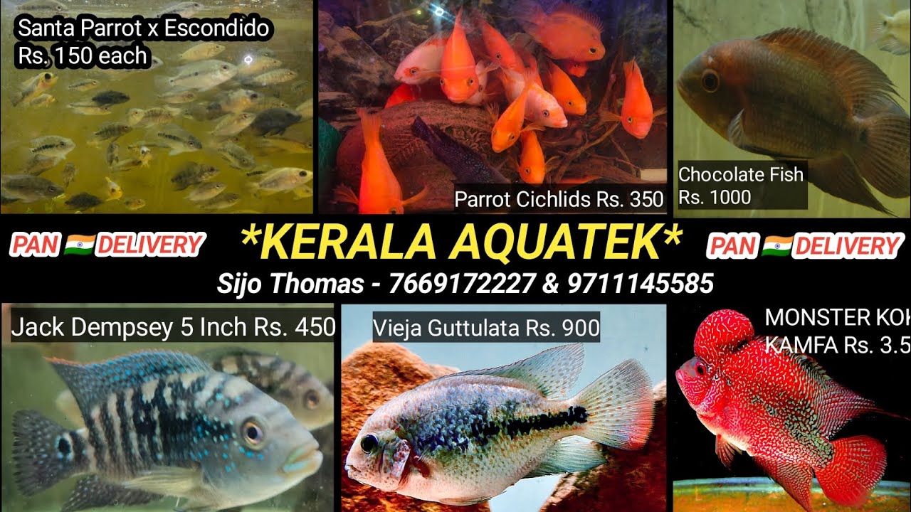 Escondido Breeding Pair Rs. ? Midas 100 Rs. Vieja Guttulata Rs. 200 Chocolate Fish Parrot Fish 350