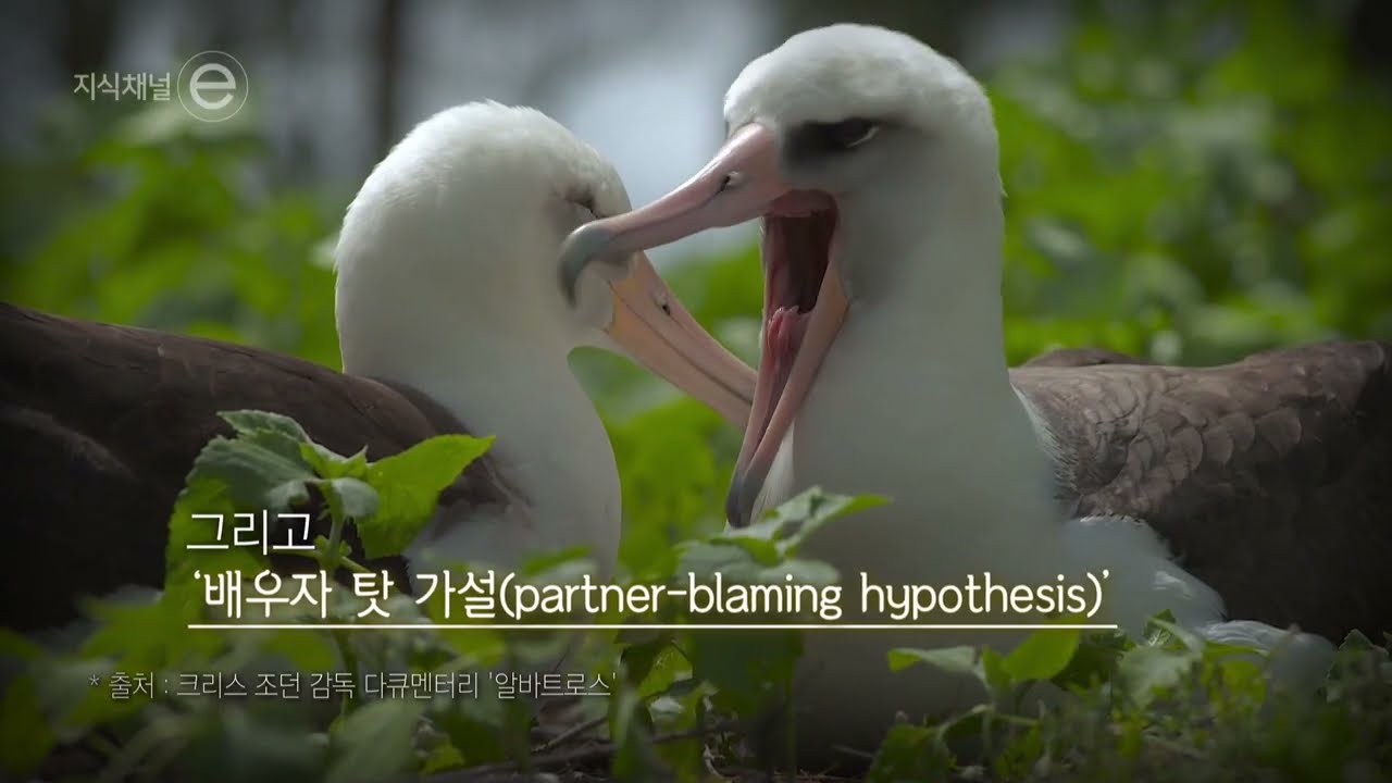 알바트로스, 이혼해鳥｜[지식채널e]