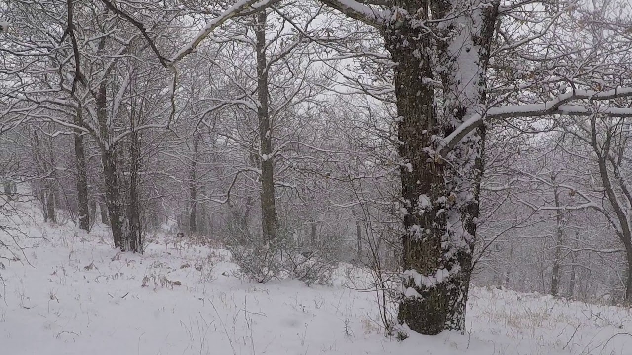 Incontro con i cinghiali sul Monte Vulture durante una bufera di neve!