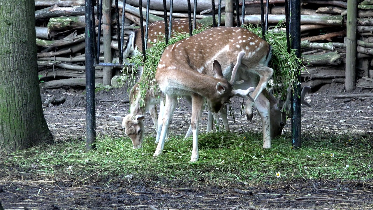FALLOW DEER   ZOO IN OPOLE