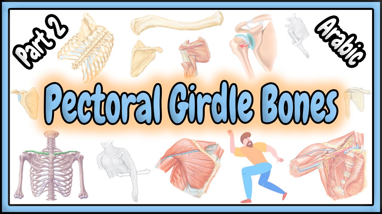 74. Pectoral Girdle Bones || Shoulder Girdle || Appendicular Skeletal System || عظام الحزام الصدري