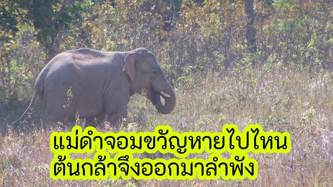 ต้นกล้าออกมาลำพัง เมื่อแม่ดำจอมขวัญหายไป กับมิวสิควิดีโอช่วงท้าย #ช้างเขาใหญ่