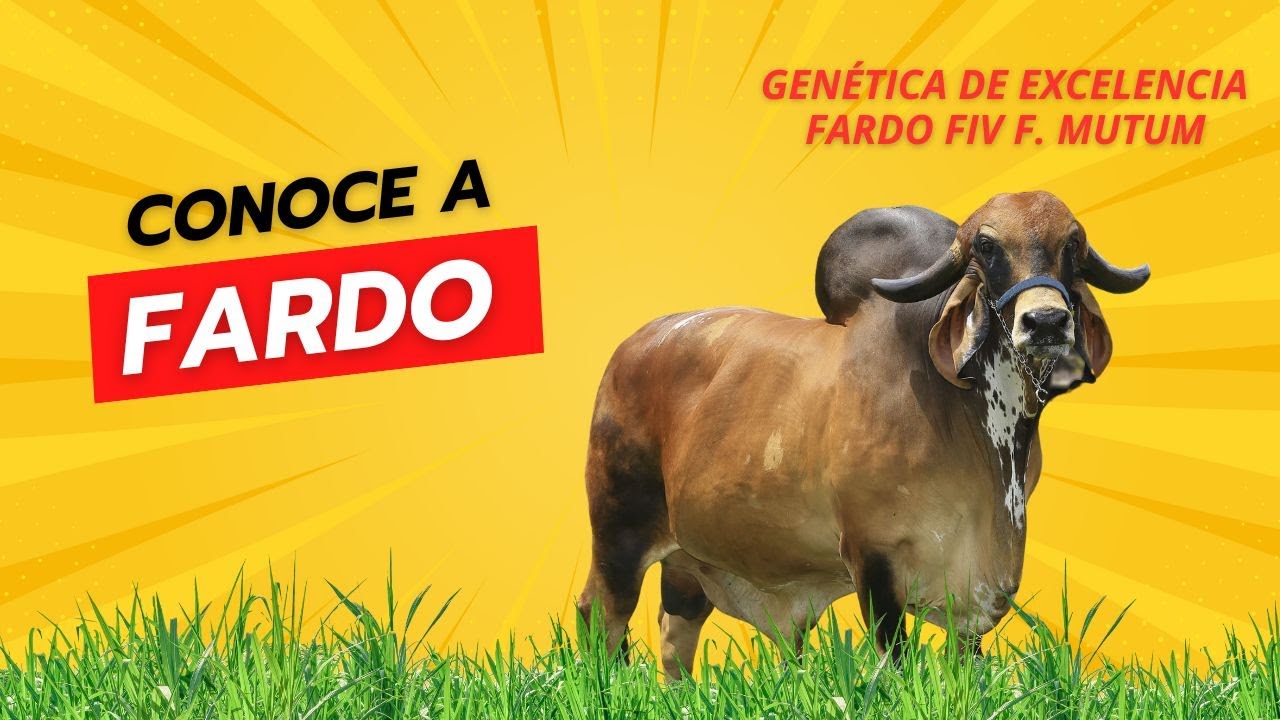 El Legado de Fardo: Un Viaje por la Grandeza Ganadera.