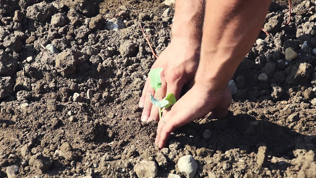BROCCOLETTO DI CUSTOZA FULLHD