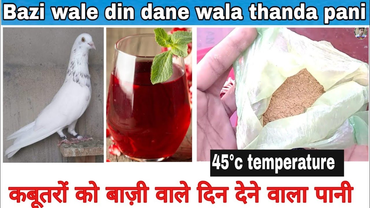 Kabootar Ke Liye Thanda Pani Bazi ma jeet aap ki||कबूतर बाज़ी के दिन का ठंडा पानी