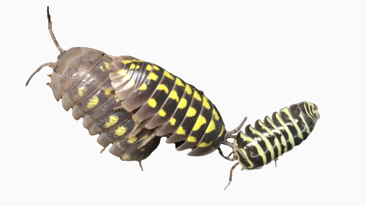 Comparing Isopods: Armadillidium gestroi, A. granulatum, and A. maculatum Yellow
