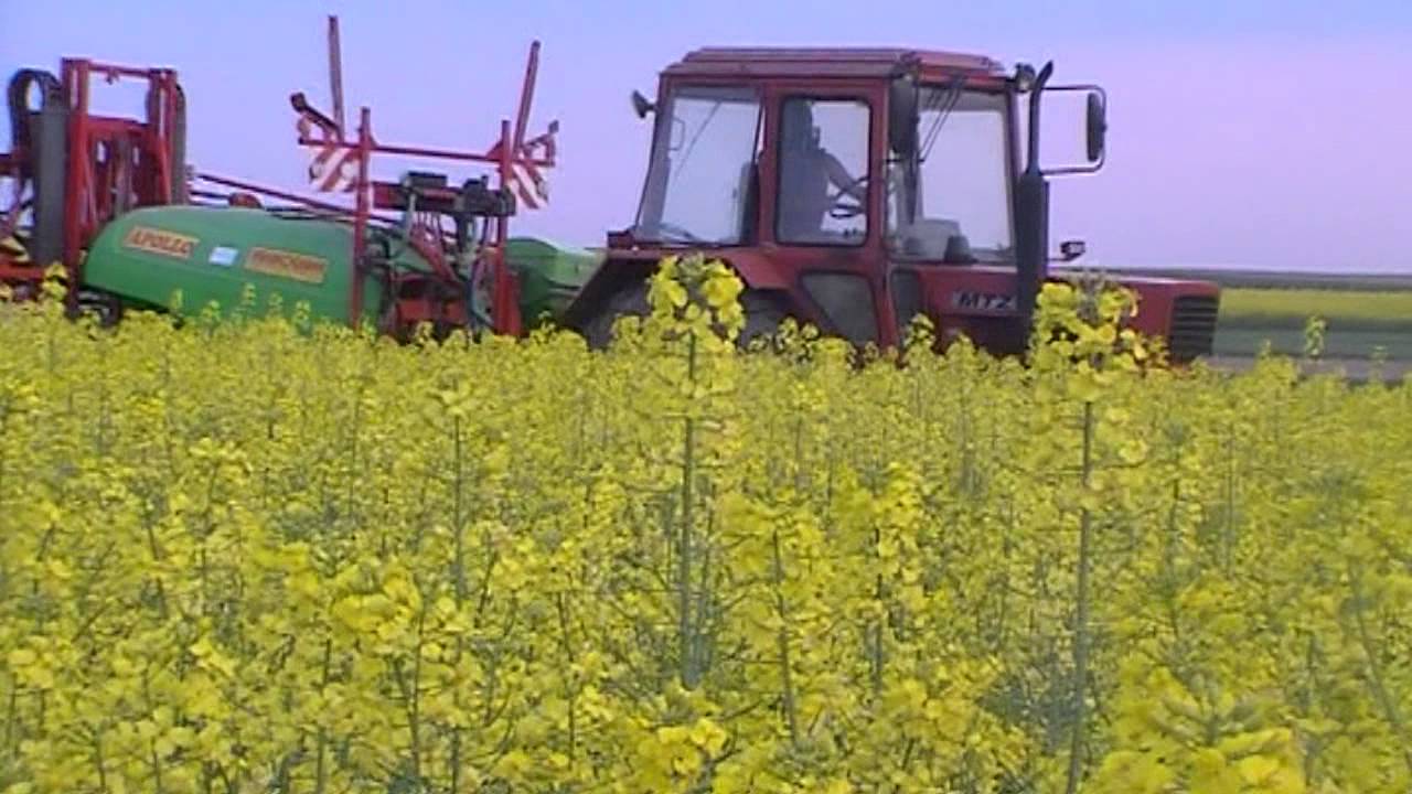 Psikanie rzepaku 2012 (HD)