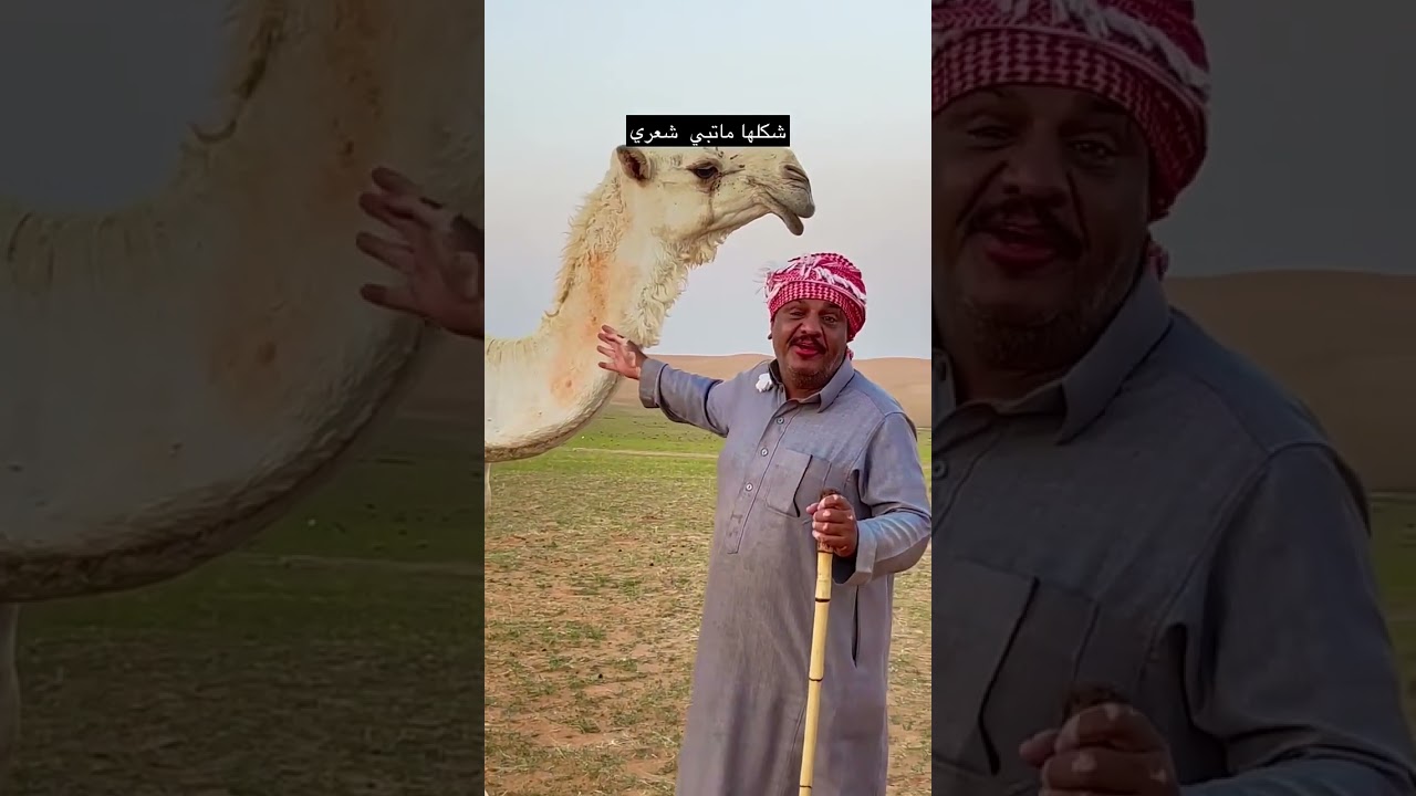 الابل هجت من قصيد الصلحي 🤣