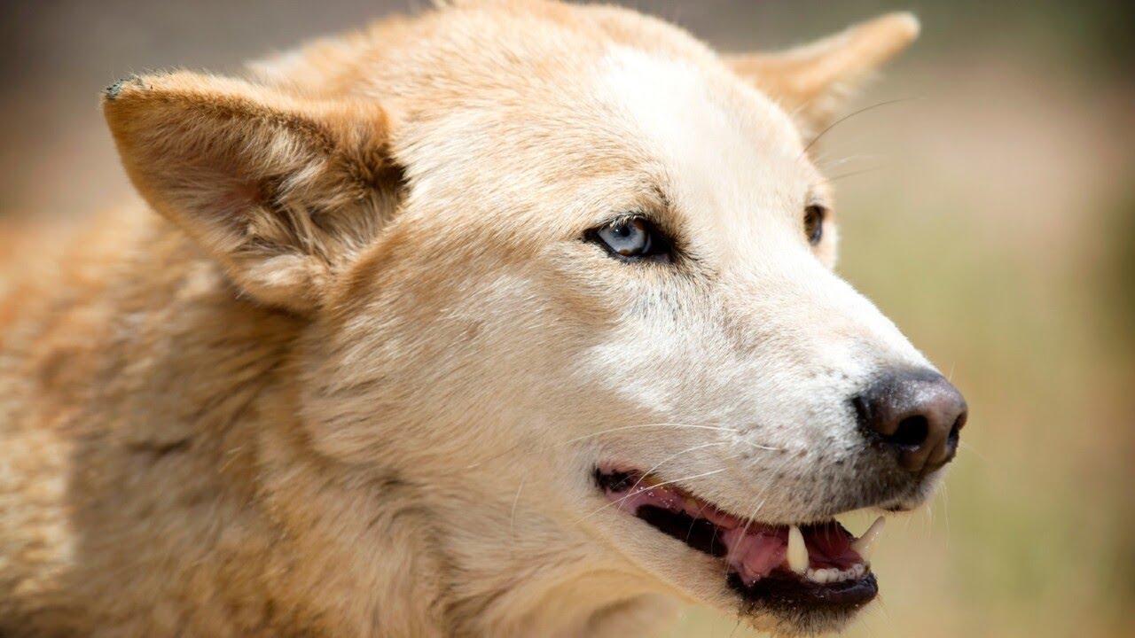 Dingo which attacked three people on K&rsquo;gari has been put down