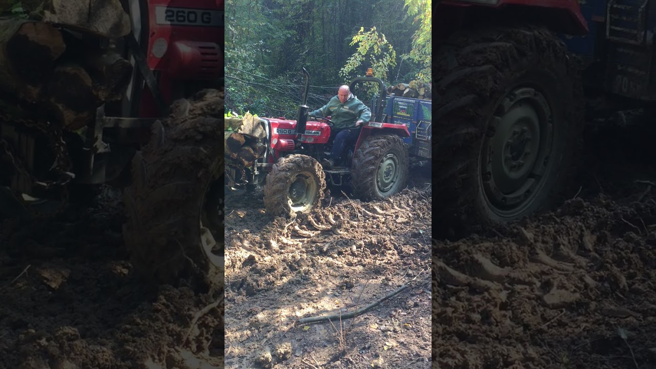 Massey Ferguson 260 gol Çiftçeker çamurdan çıkamıyor odun yüklü kasa ile traktör videoları 3
