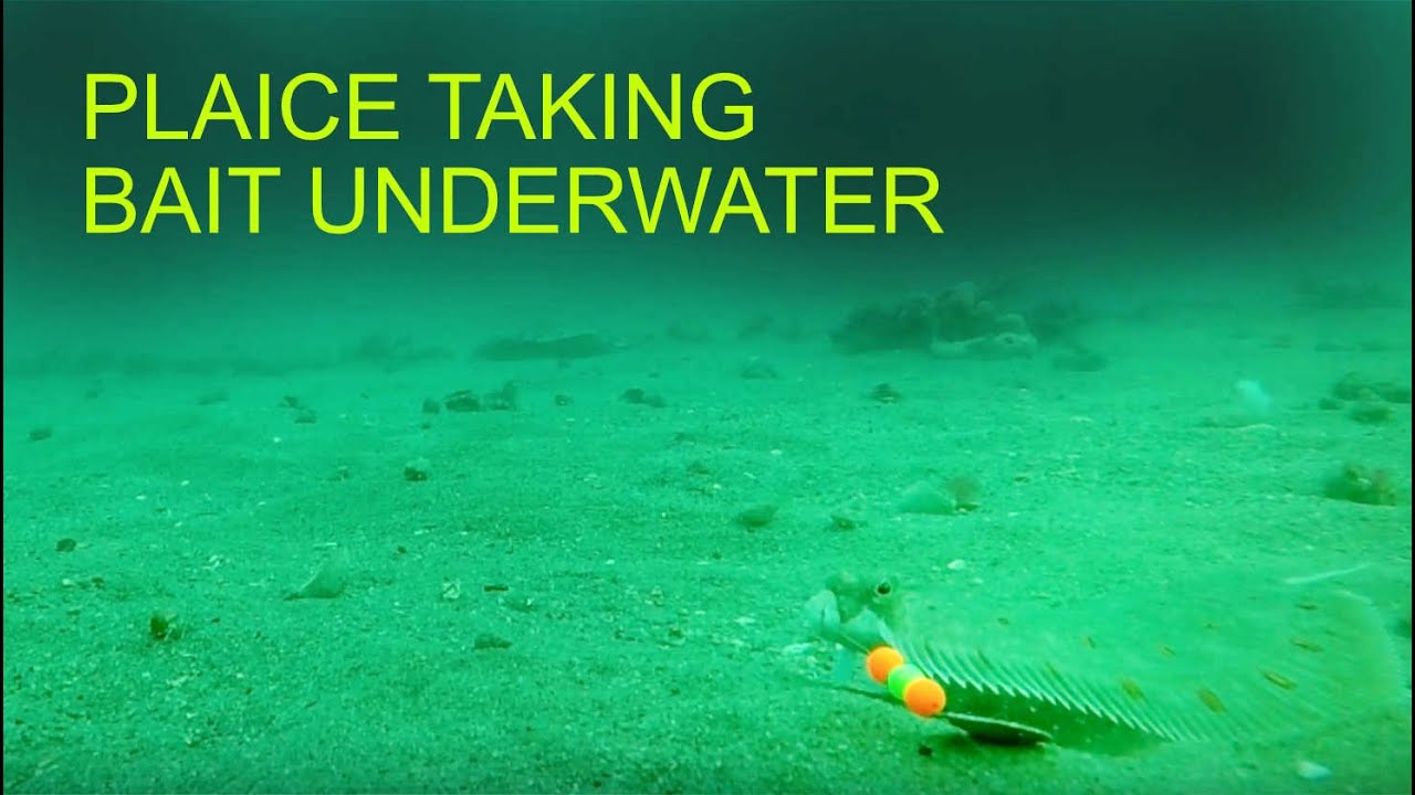 Plaice Being Caught Underwater