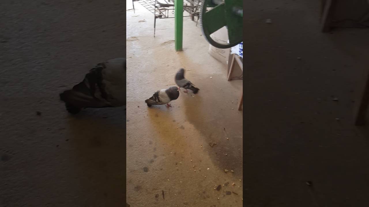 Las mejores palomas de cuba pinar del rio