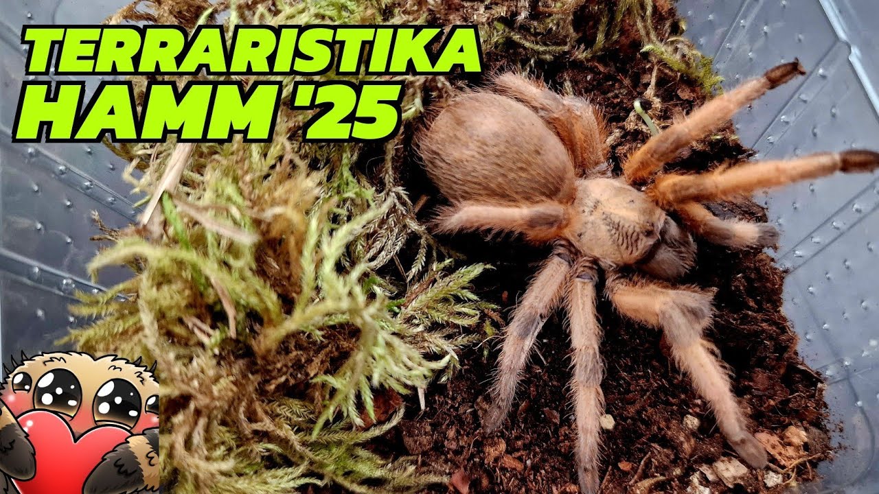 Neue Vogelspinnen von der Terraristika Hamm (März 2025) - Haul/Unboxing