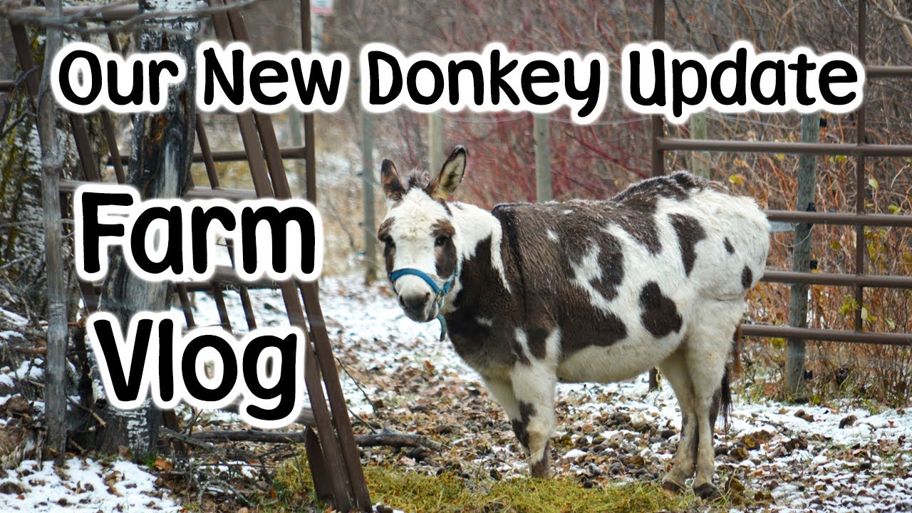 Calli the donkey & our Rabbit and Rooster Become Best Friends