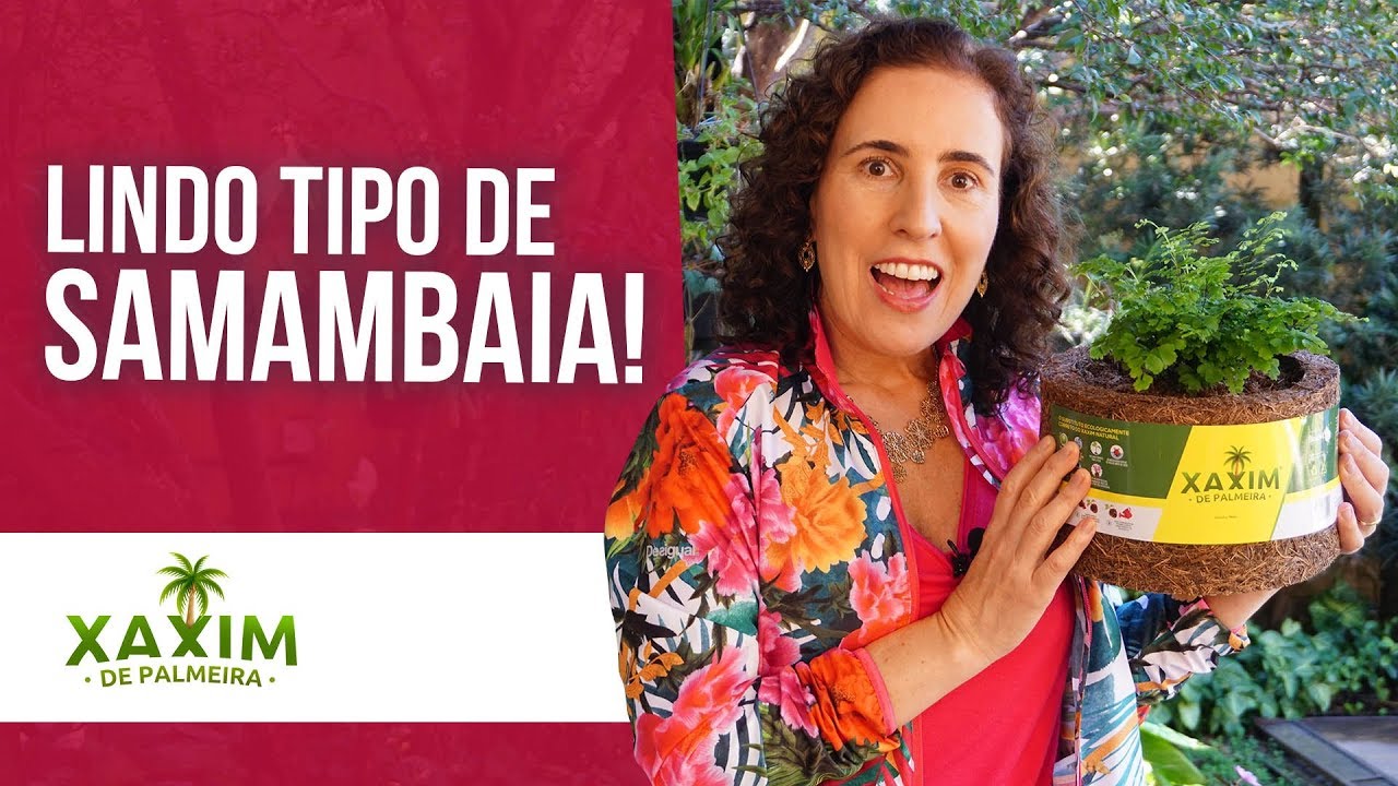 Como Cultivar Avenca | Nô Figueiredo