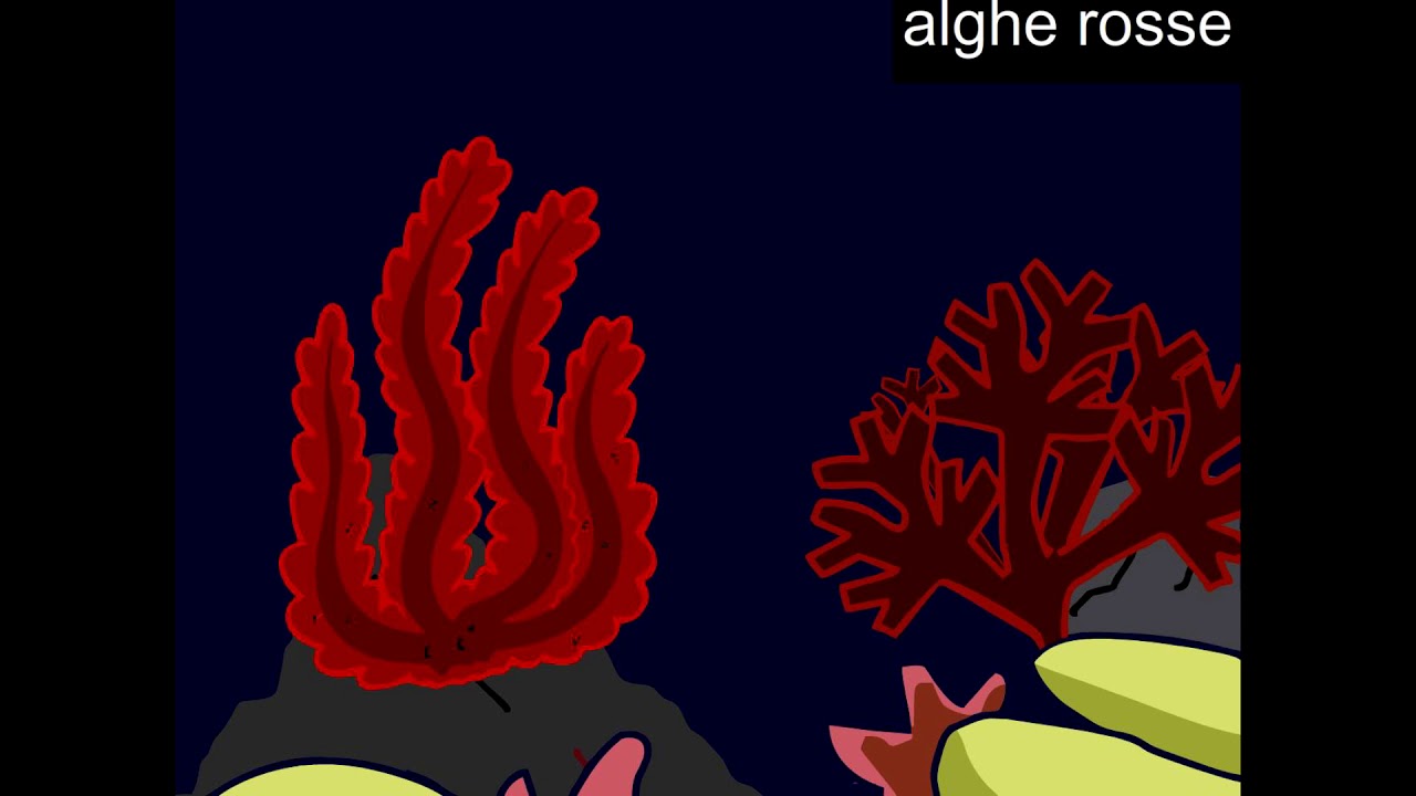Le alghe