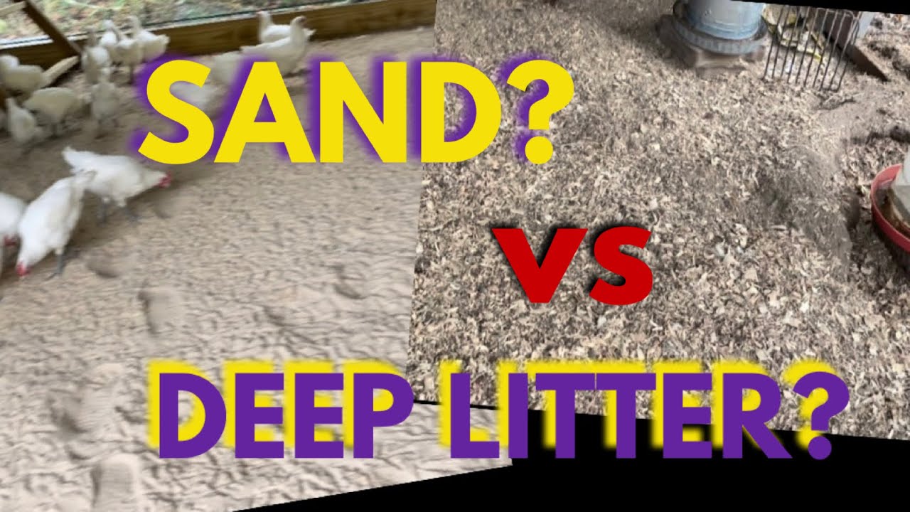 DOWNSIZES, EXPANSION, & COMPARING (Sand vs Deep Litter Chicken Coops- which is easier to maintain?)