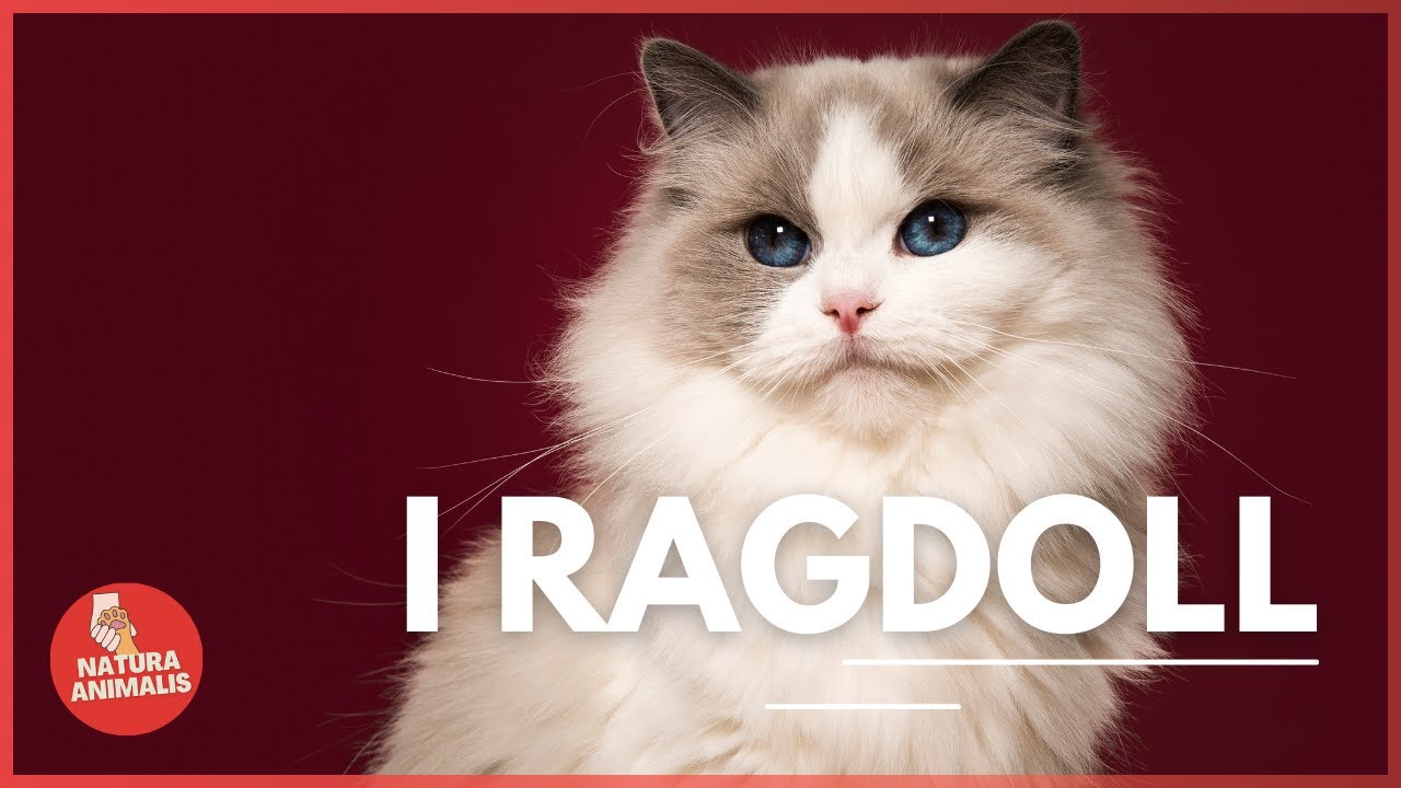 GATTI RAGDOLL 😻 Origini, Caratteristiche e Cura Per Questa Bellissima Razza Felina