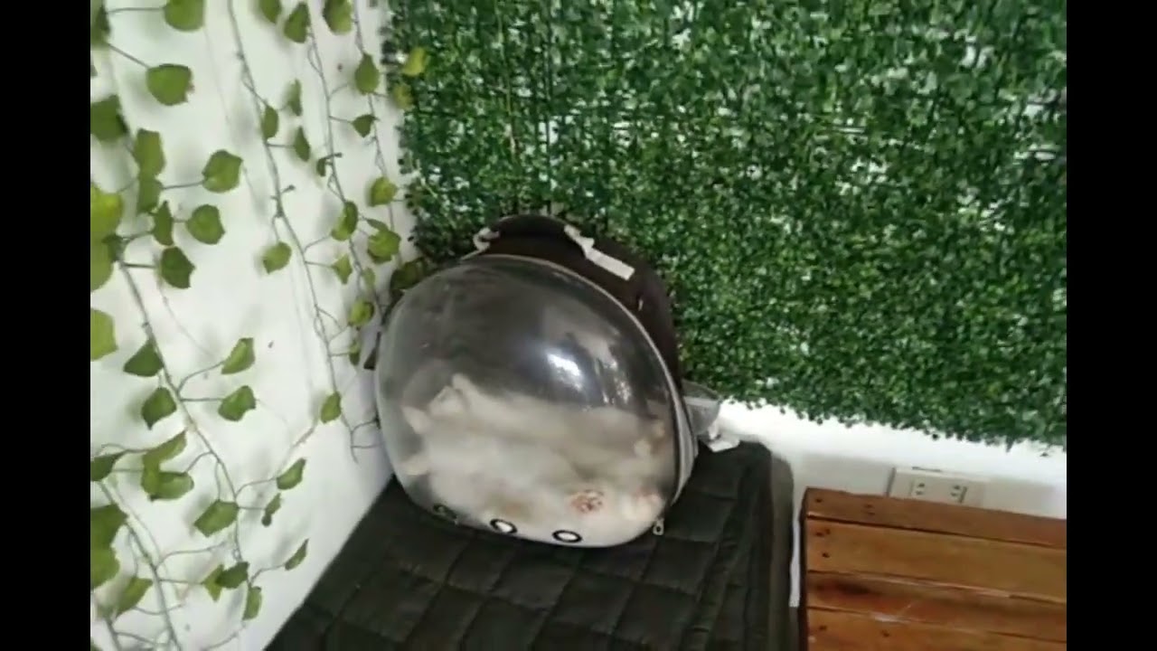 Dalawang Cute na Kuteng sa Bag Natutulog