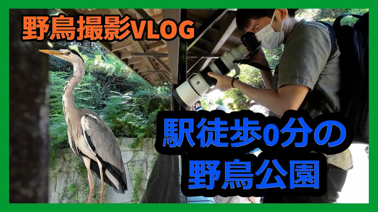 水鳥を求め葛西臨海公園を歩く| 野鳥撮影Vlog | アオサギ、カワウ、ウミネコなど | Birdwatching shot on SONY a7Ⅳ