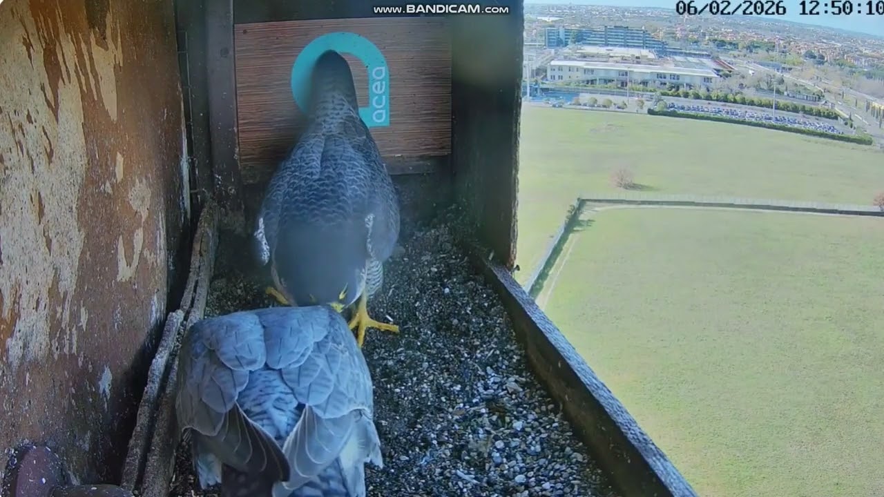 Birdcam.it - Sokół wędrowny Roma -  Alex & Amelia, spotkanie 2026 02 06