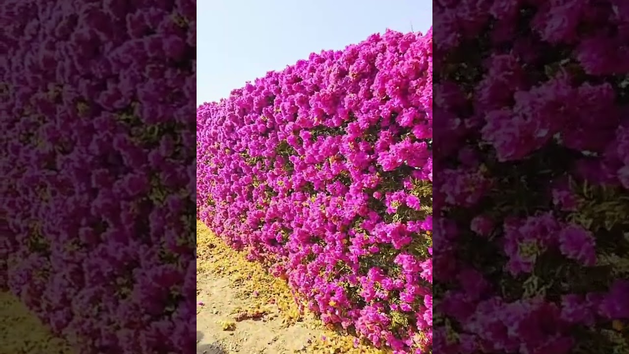 台南藏九花園九重葛盛開時