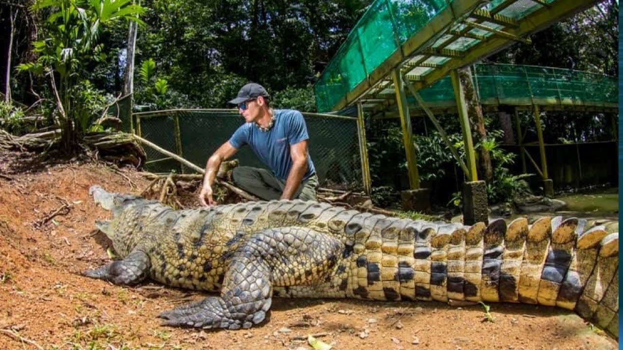 15 foot Crocodile in Costa Rica