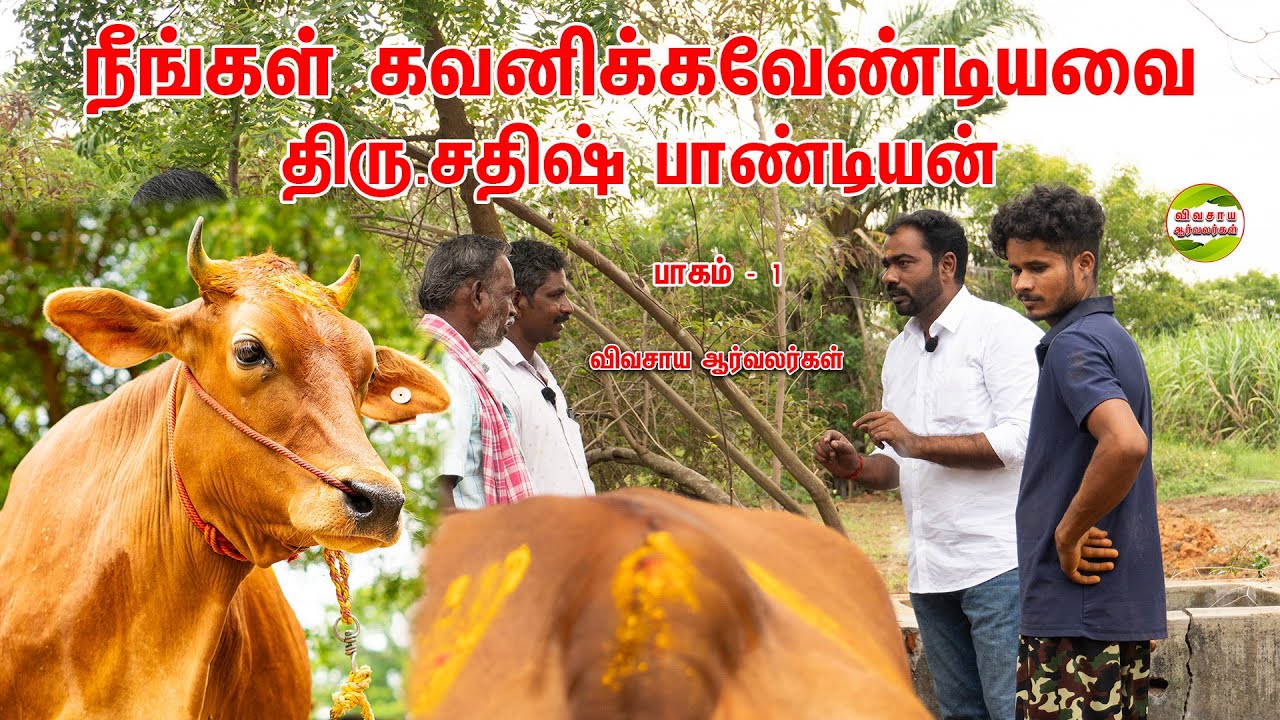 60ஆயிரம் மாடு-7ஆயிரத்துக்கு விற்பனை செஞ்சிட்டேன்|பாண்டியன் மாட்டுப்பண்ணை|திருக்கோவிலூர் #cow #agri