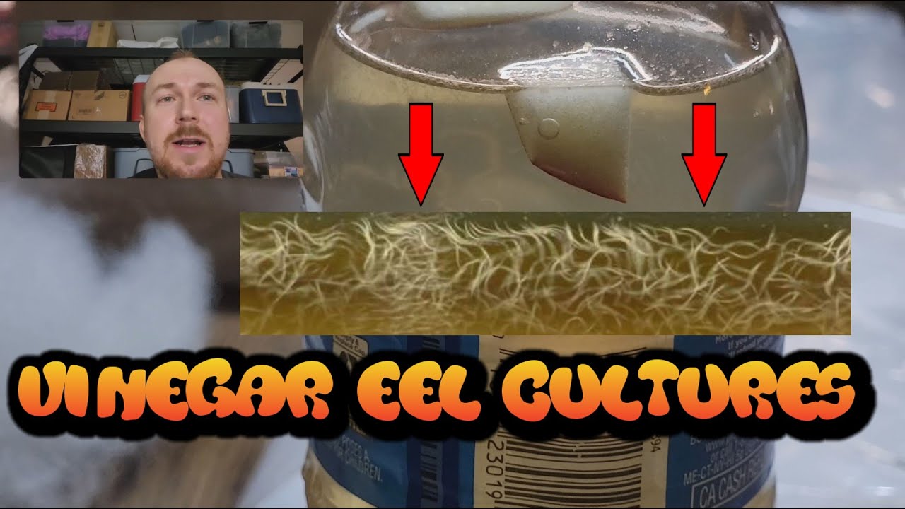 How to make Vinegar Eel Cultures (Turbatrix aceti)  Tips not seen elsewhere