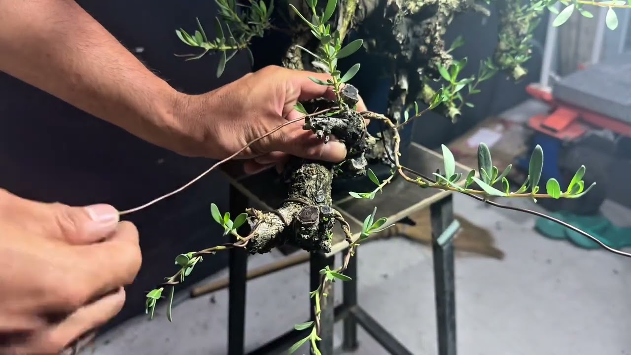 Vlog#70 update semi cascade bantigue part1🫡🫶🏼💚🌳🇵🇭#bonsai #bonsaiworkshop #basic #tutorial 