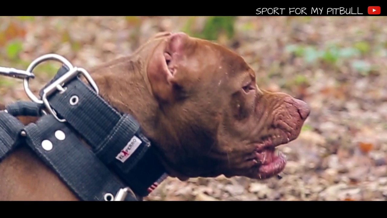 SPORT DOGS MOTIVATION 1 : 
