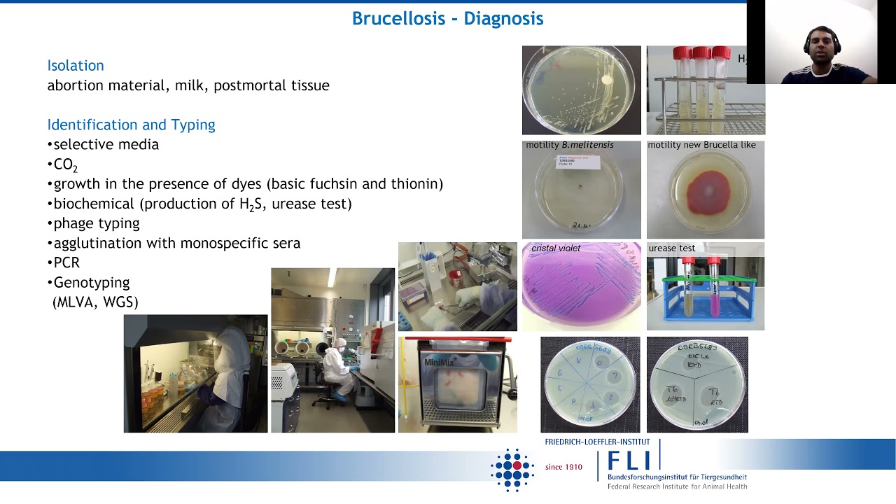 Brucellosis Conventional and modern diagnostic methods by Dr  Aman Ullah Khan
