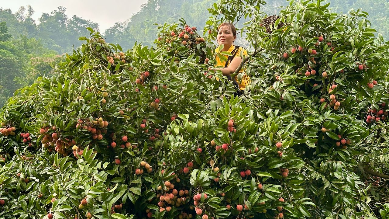 Harvesting Lychees, Take Care Newly Hatched Ducks - Farm Life