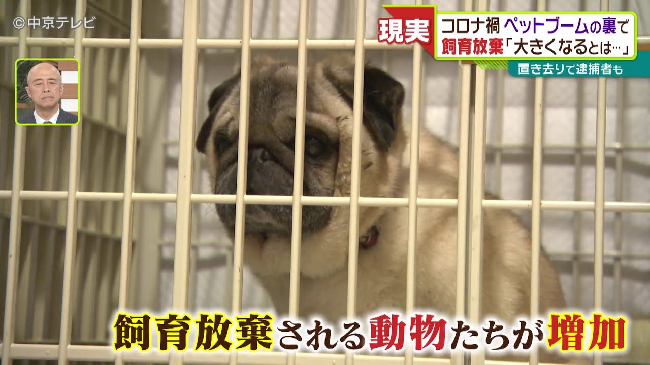 【ペットブームの裏で…】飼育放棄や置き去りも…　コロナ禍で人気のペット