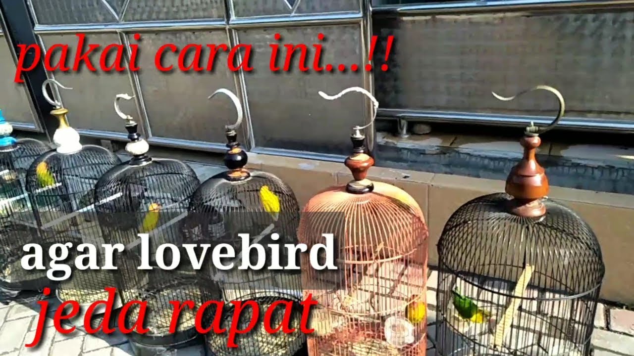 Agar lovebird jeda rapat