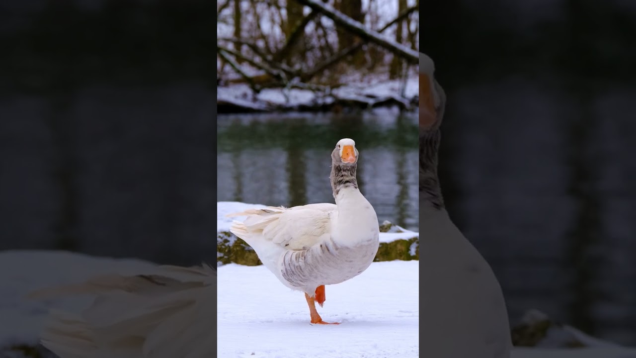 Goose Greylag#goosevideo