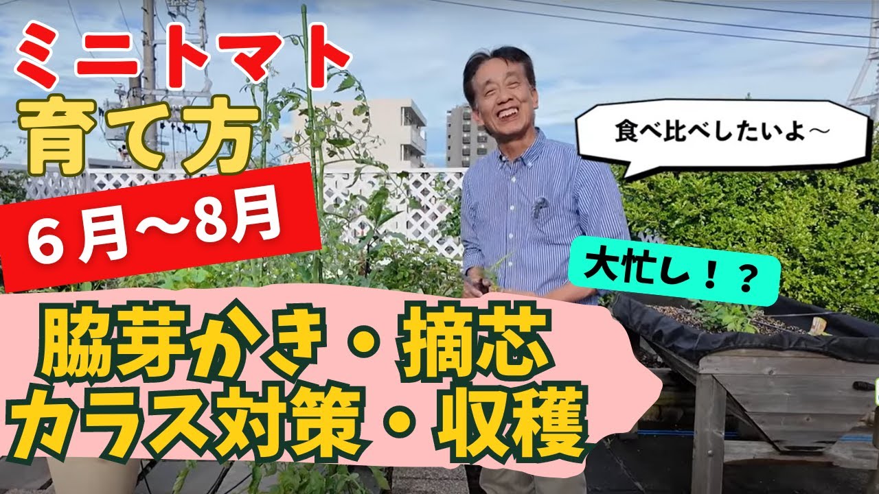 プランター夏野菜シリーズ】ミニトマトの収穫まで