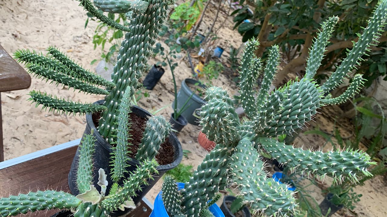 صبار إبرة حواء أو سوبولاتا من الصباريات المزهرة المعمرة سهلة العناية ومناسبة للمبتدئين زراعة