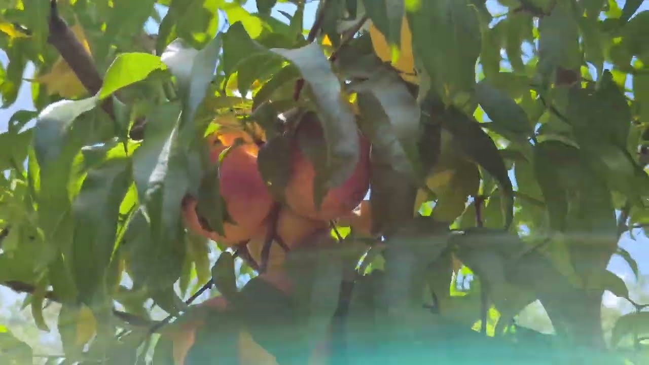 Electroculture Orchard Antenna - Does it help improve production: #electroculture #plantsurge