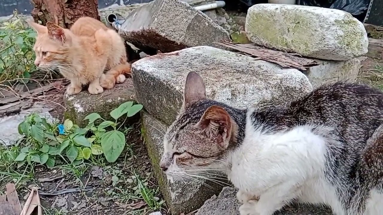 Kucing lucu asik bermain dan ada yang keloni anaknya