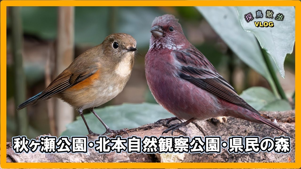 【探鳥散歩 VLOG】秋ヶ瀬公園・北本自然観察公園・県民の森で探鳥してきました。ルリビタキ、ジョウビタキ、オオマシコなど