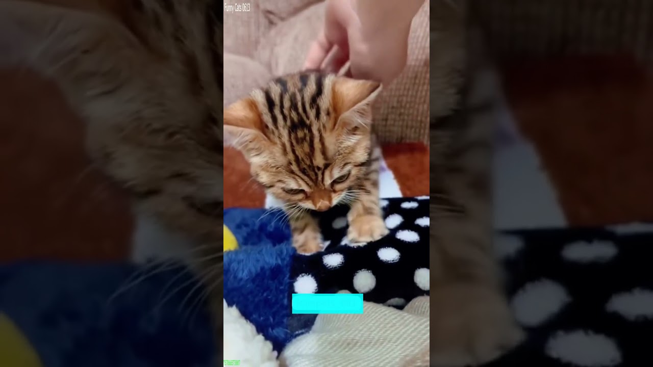 Funny Cats 2024 😻 cats meowing 😸 # Part 4975